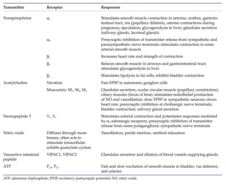 Neurotransmitters And Receptor Types Autonomic Nervous System Physiology