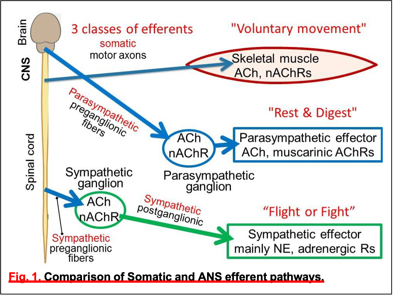 Neurotransmitters And Receptor Types Autonomic Nervous System Physiology