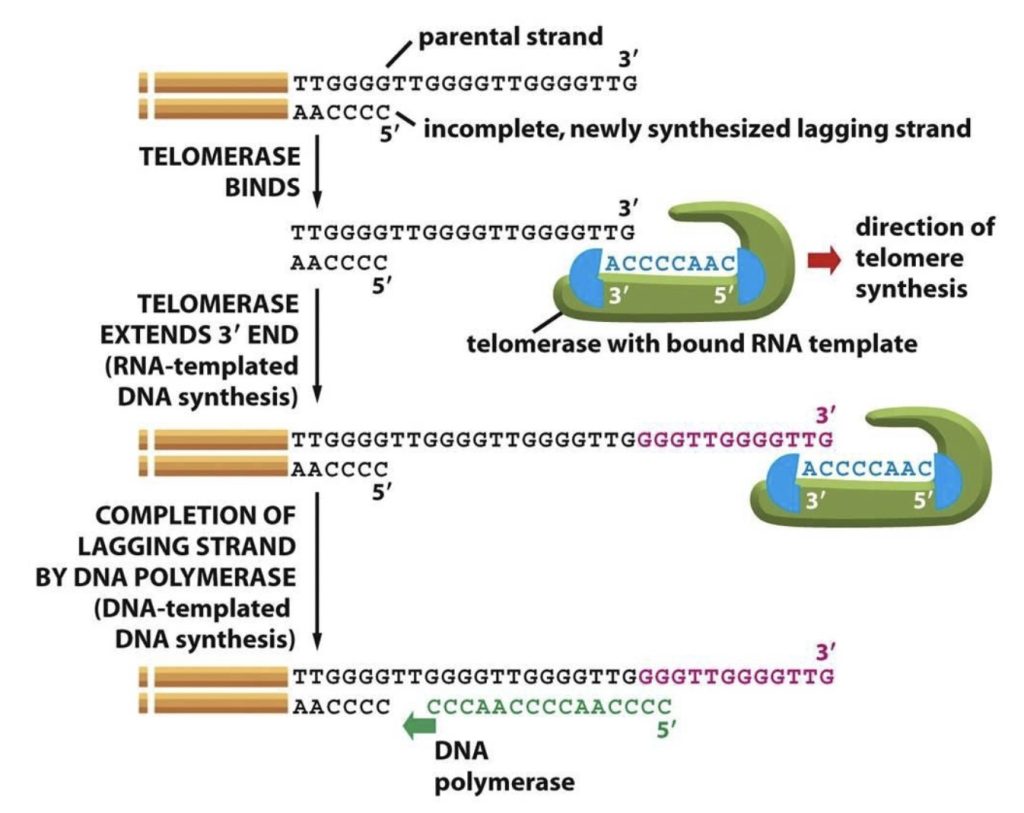 Dna Replication And Repair Molecular Biology