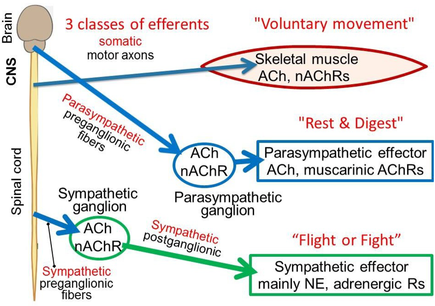 Autonomic Nervous System Physiology