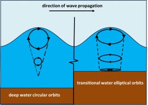 Two sets of orbital trajectories are indicated by vertically stacked sketches. The left panel shows nearly circular ellipses for the case of deep water waves. The right panel shows, above a shallower sea floor, the elliptical trajectories of transitional water waves. In this case, it is seen that the ellipse becomes progressively flatter in the vertical dimension near the seafloor.