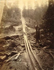 1890s sepia photo depicting Pacific NW forest area, including hacked up trees rendered in stick form.