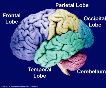 Basics Of Neuroscience & Neural Engineering – Virtual Reach Program 2020