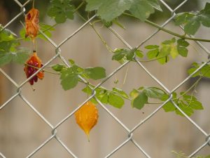 Photo of Momordica Charantia or Bitter Melon, a subtropical vine growing on a fence