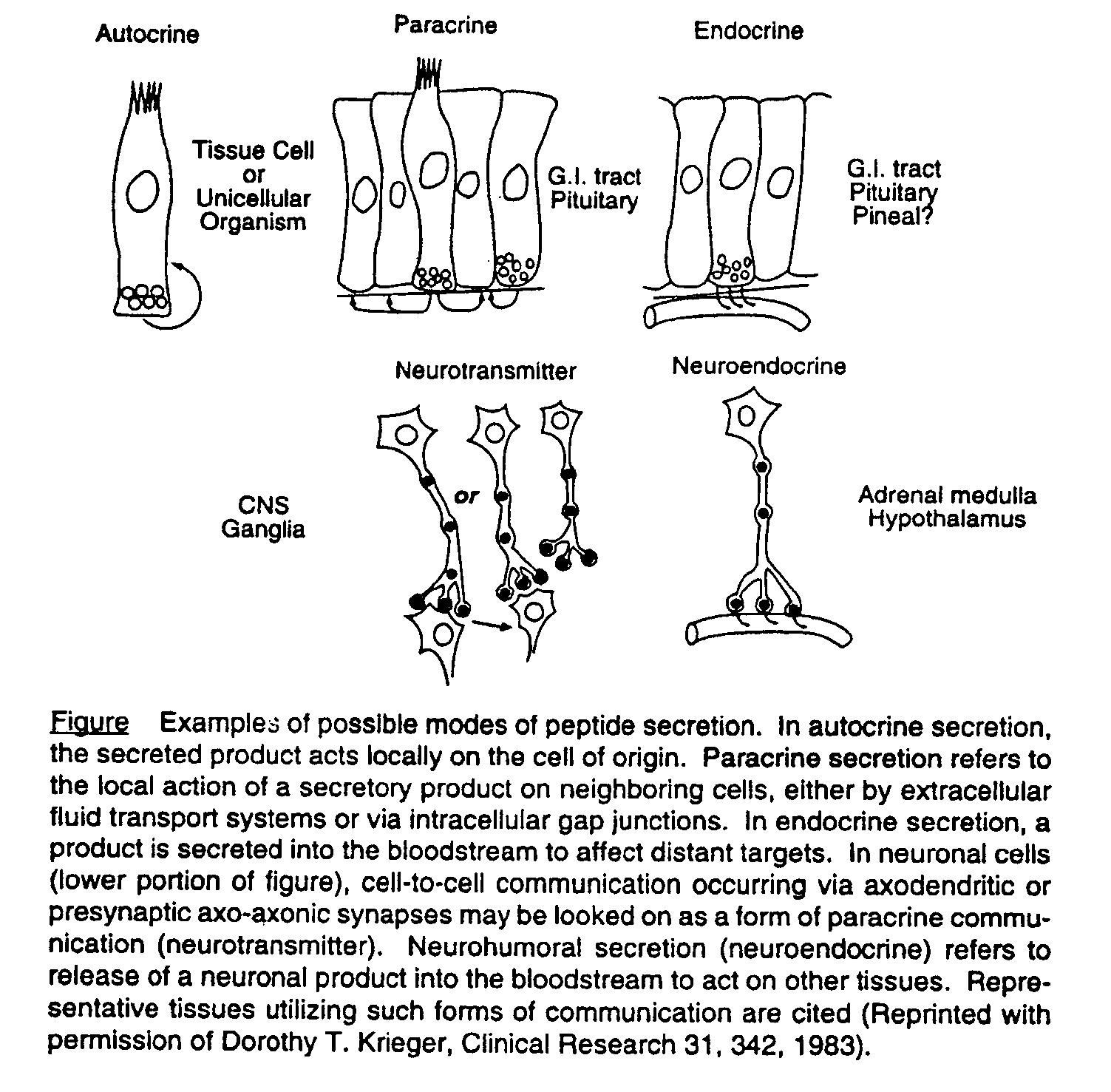 Examples of possible peptide secretion.