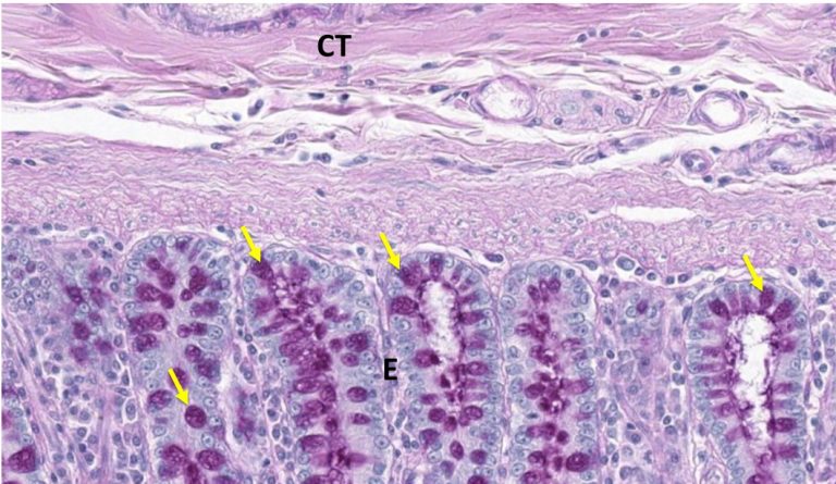 Introduction to Cell, Tissue Ultrastructure – UWSOM WWAMI ...