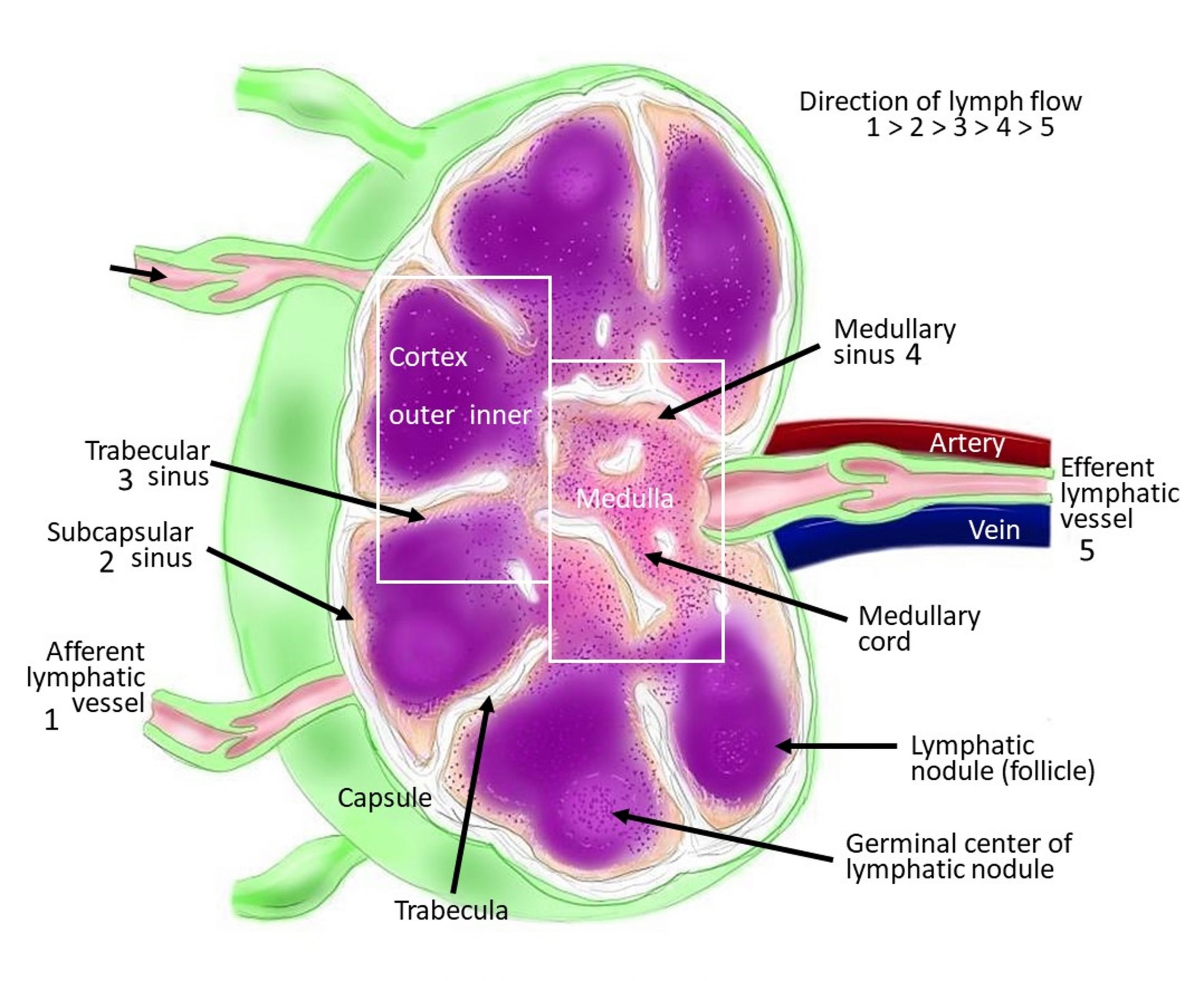 structure-of-lymph-node-histology