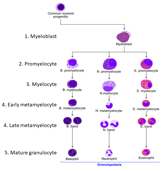 Histology of Hematopoiesis and Peripheral Blood – UWSOM WWAMI ...