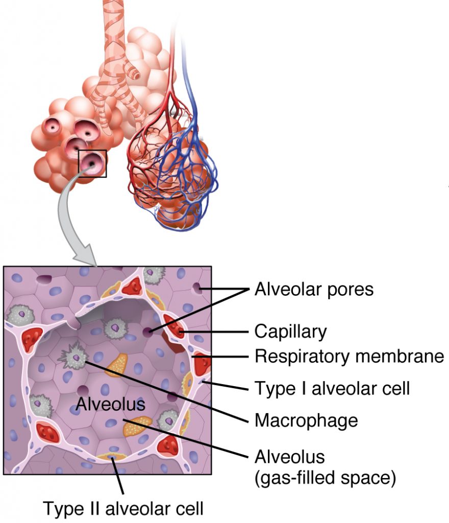 Pulmonary Histology – UWSOM WWAMI Histopathology Thread