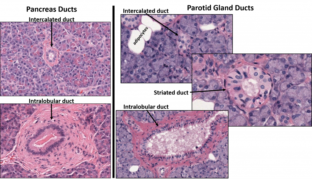 Histology of the Pancreas – UWSOM WWAMI Histopathology Thread