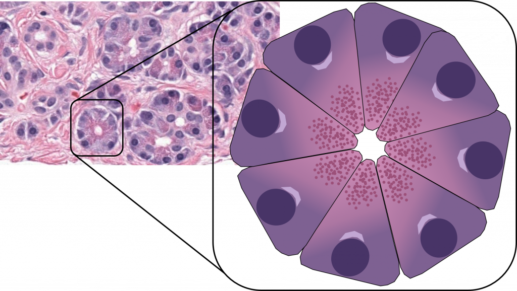 Histology of the Pancreas – UWSOM WWAMI Histopathology Thread