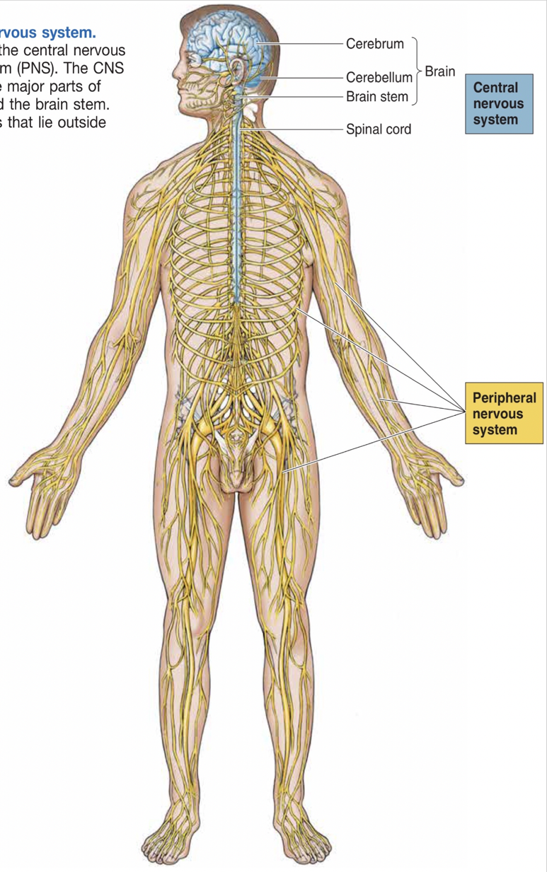 Functional Divisions Of The Nervous System Comparative Endocrinology 0985