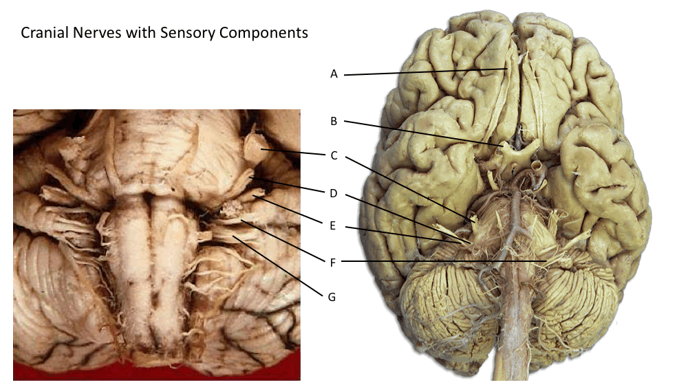 Cranial nerves with sensory function