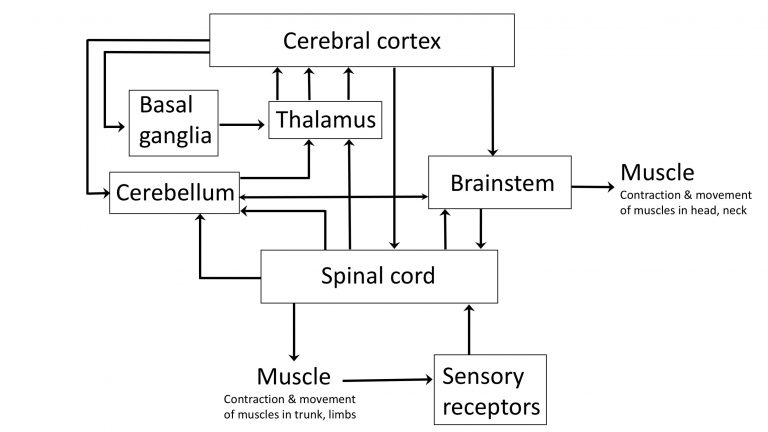 Lab Week 5: Basal Ganglia and Cerebellum – Rehab 551 Lab