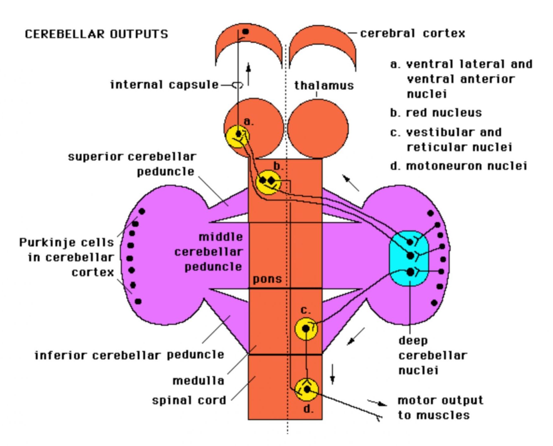 Lab Week 7 Basal Ganglia and Cerebellum Rehab 551 Lab