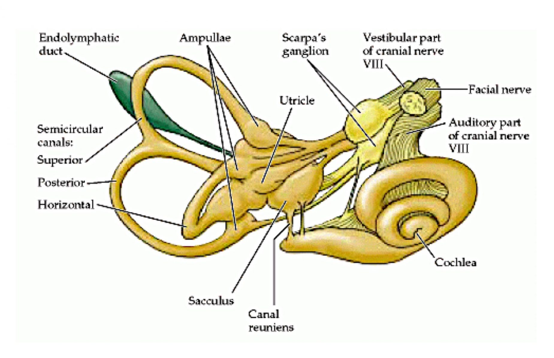 Lab Week 8: Auditory, Vestibular and Visual Systems – Rehab 551 Lab