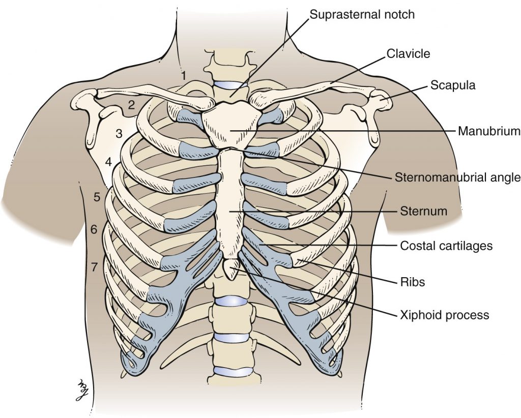 Bony skeleton of the chest with labels
