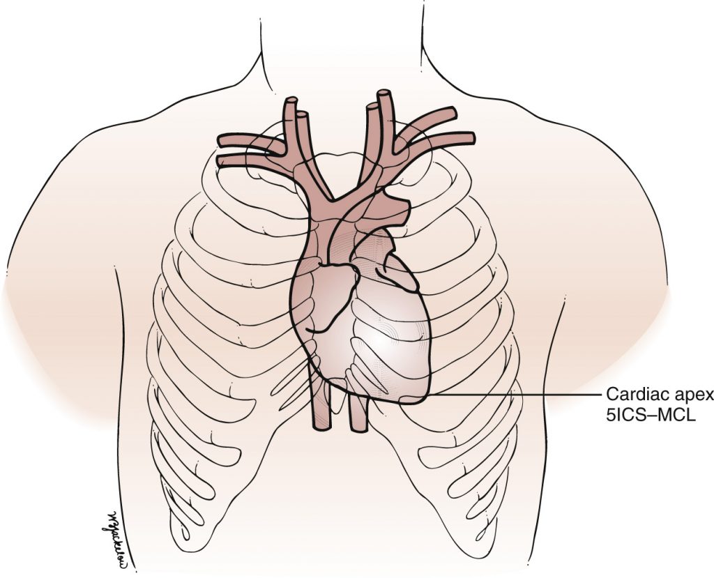 Graphic of the chest, heart, and ribcage