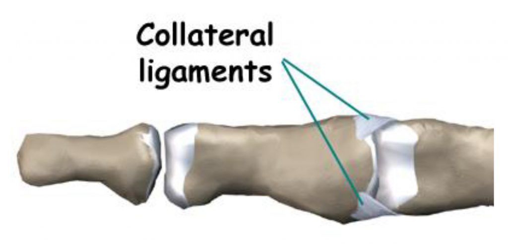 Illustration of collateral ligaments