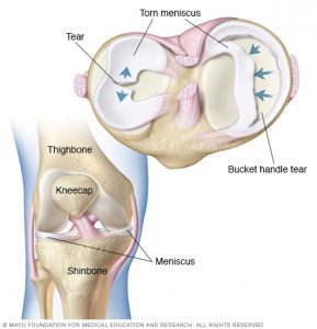 Anatomy of the meniscus