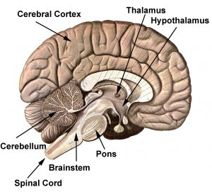 Middle view of brain
