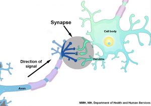 Labelled drawing of a synapse.