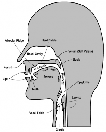 3. The Spanish Consonants – I'm All Ears