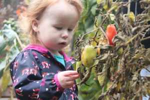 Toddler examining green and red fruit on a tree
