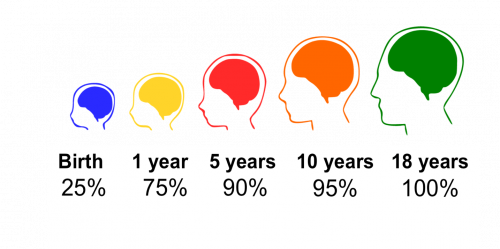 Percentage of adult brain volume