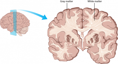 brain matter types