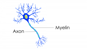 myelin