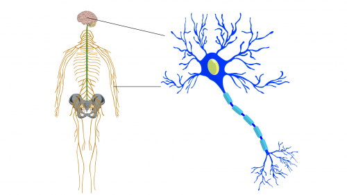 neuron popout