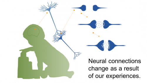 Neural Connections Change