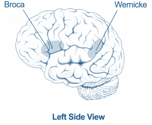 Wernicke and Broca's areas