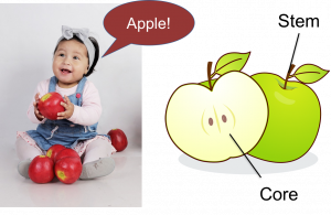 Child identifying an apple but not its parts