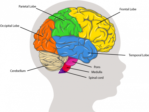Regions of the brain