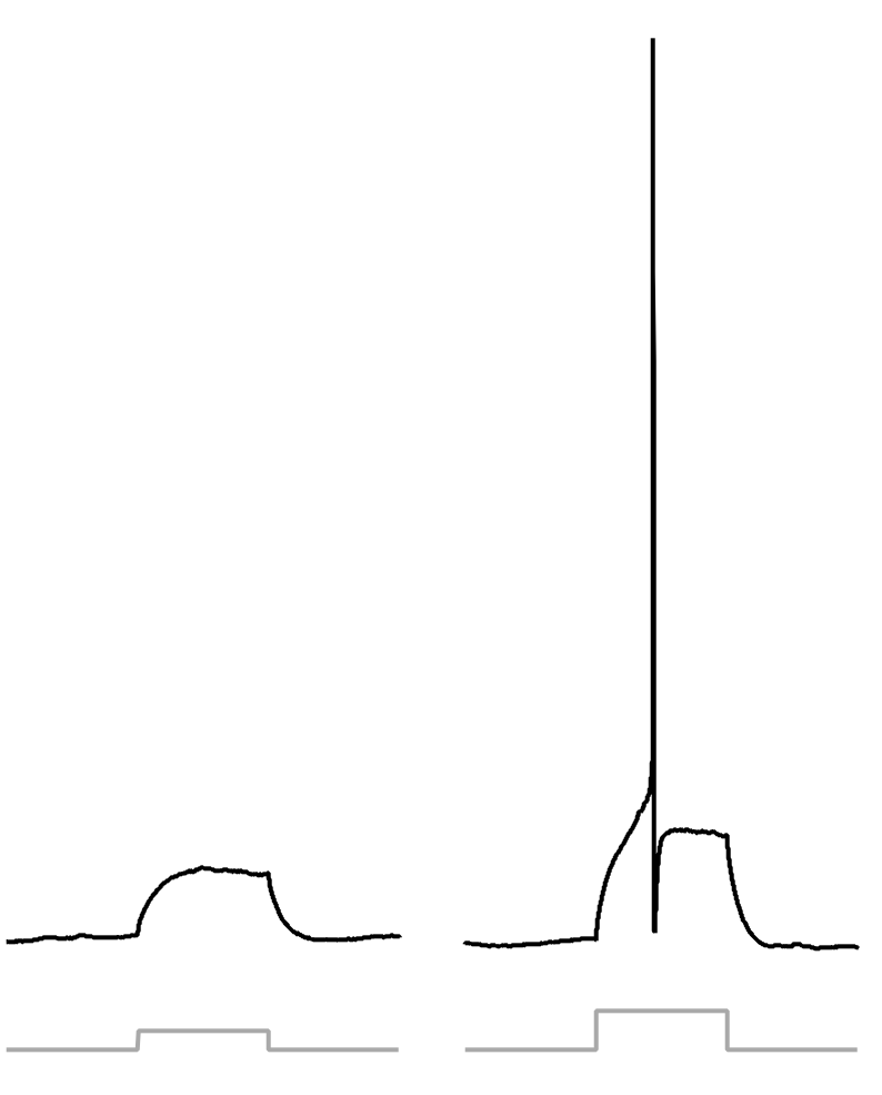 Cover image for Action Potential, Threshold, Refractory Period