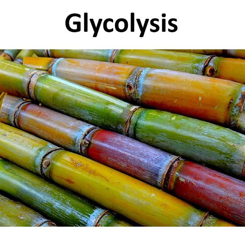 Cover image for Glycolysis