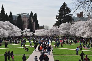 The quad at the University of Washington campus, showcasing the cherry blossoms that bloom in the spring. There are many people walking around the quad in this image.