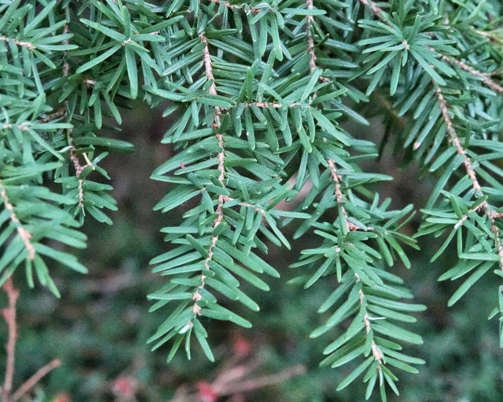 Surface of the needles of Taxus brevifolia (Pacific Yew)