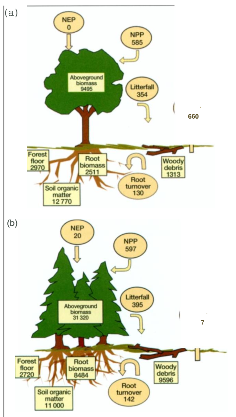 Carbon Storage and Sequestration in Forest Lungs of the World Forests of the Pacific