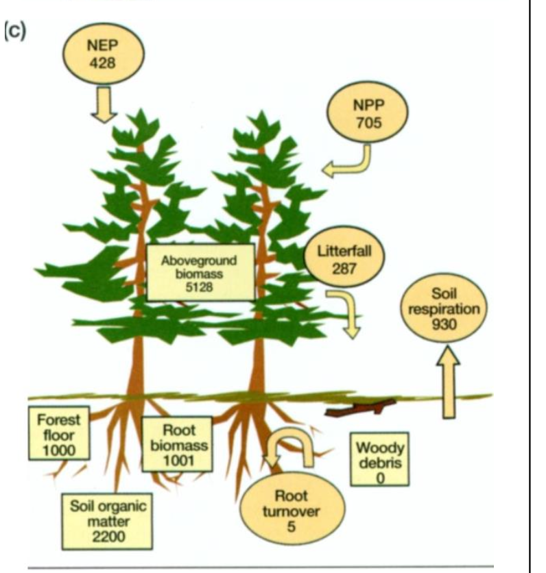 Carbon Storage and Sequestration in Forest Lungs of the World Forests of the Pacific