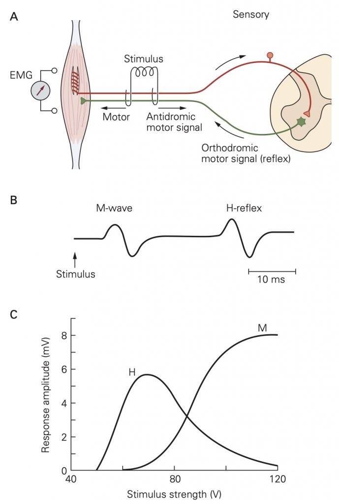 Spinal Reflexes – Nociception and Spinal Reflexes