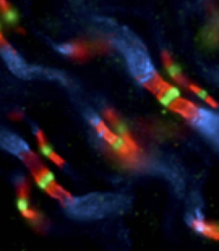 action potential propagation animation