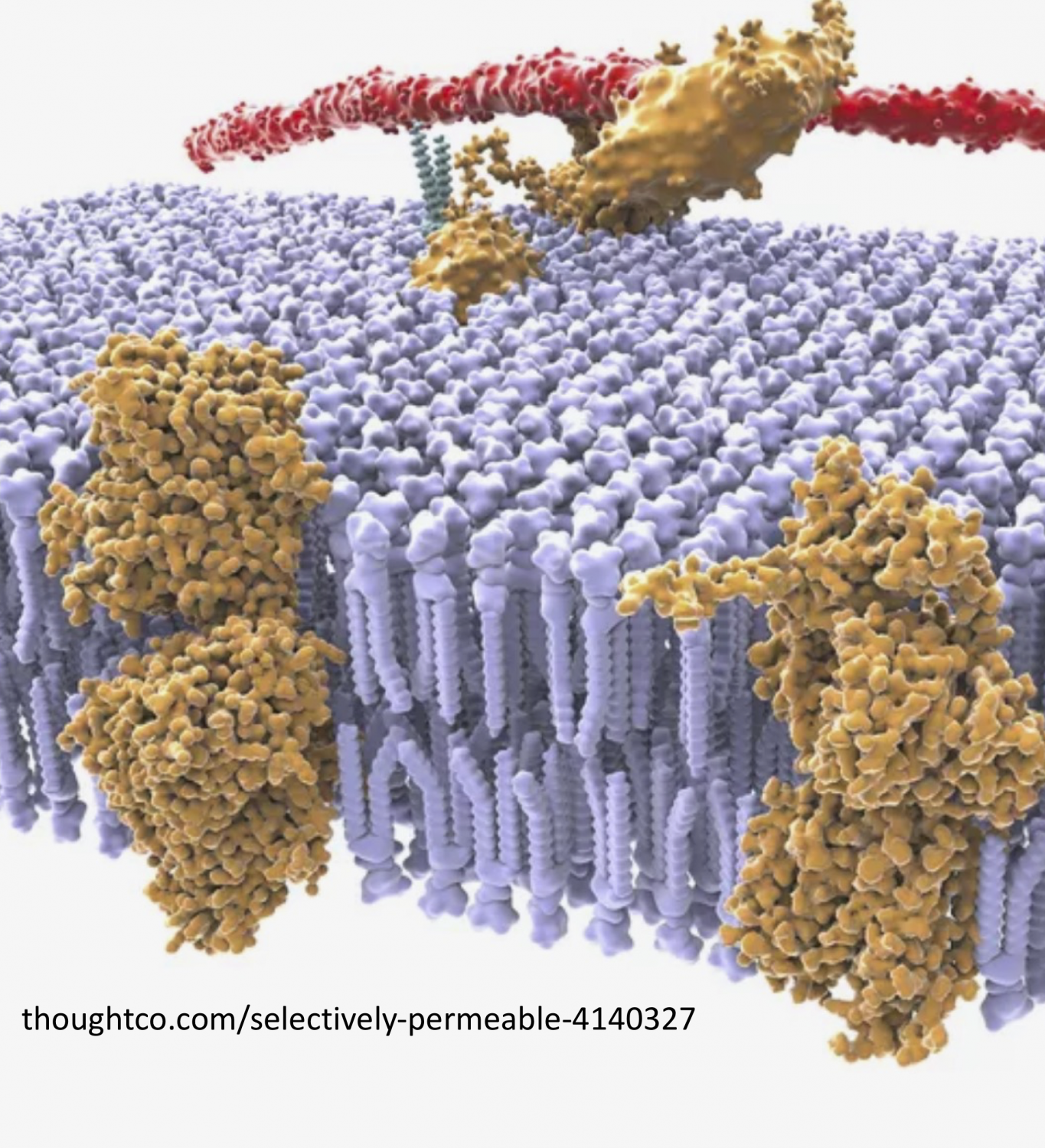 Cover image for Cell Membranes and Transport