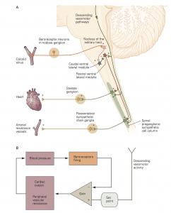 Baroreceptor reflex – Autonomic Nervous System Physiology