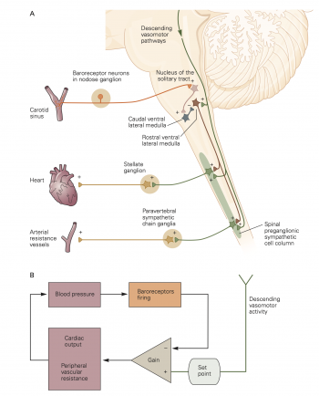 Baroreceptor reflex – Autonomic Nervous System Physiology