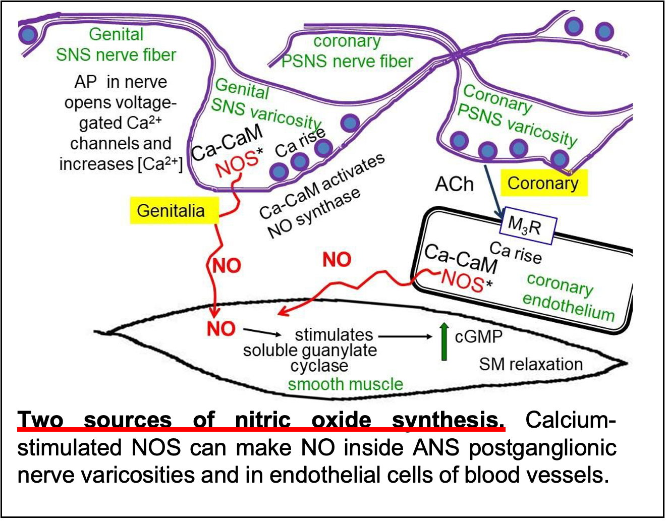 ATP and nitric oxide Autonomic Nervous System Physiology