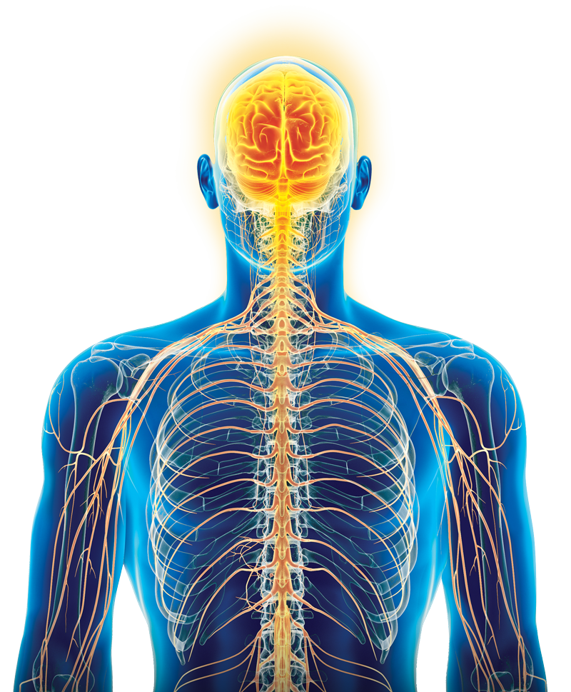 Cover image for Autonomic Nervous System Physiology