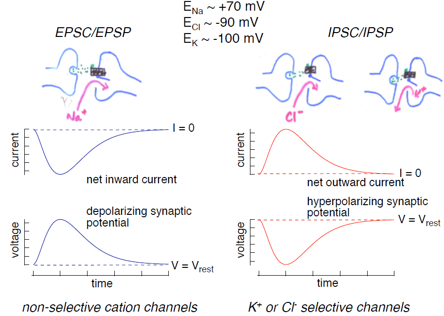 Excitatory and Inhibitory Neurotransmitters Synapses